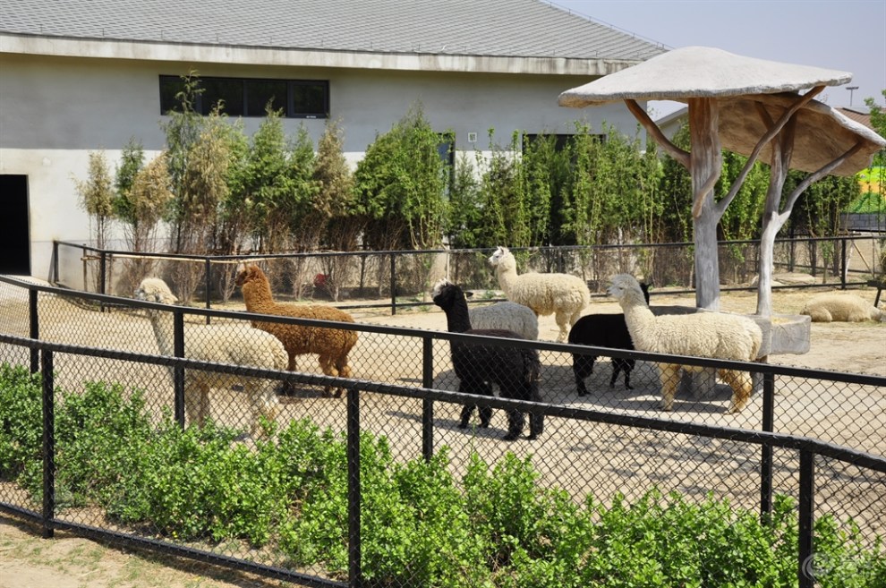 唐山新動物園——唐山又添遊玩好去處.