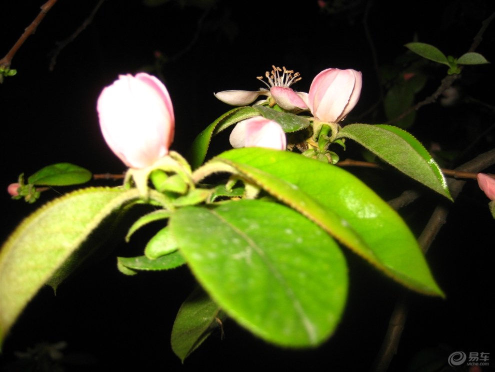 光皮木瓜花,光皮木瓜(第14页)_大山谷图库