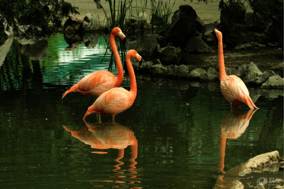 天津水上动物园里的动物们(六)-火烈鸟