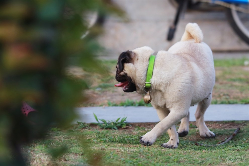【欢乐萌宠第十一季】乘凉的狗狗