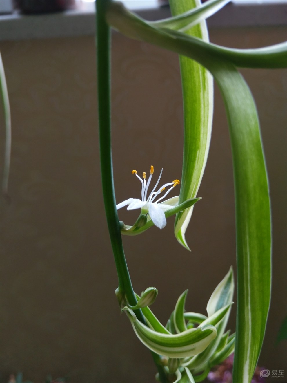 我家吊兰开花了