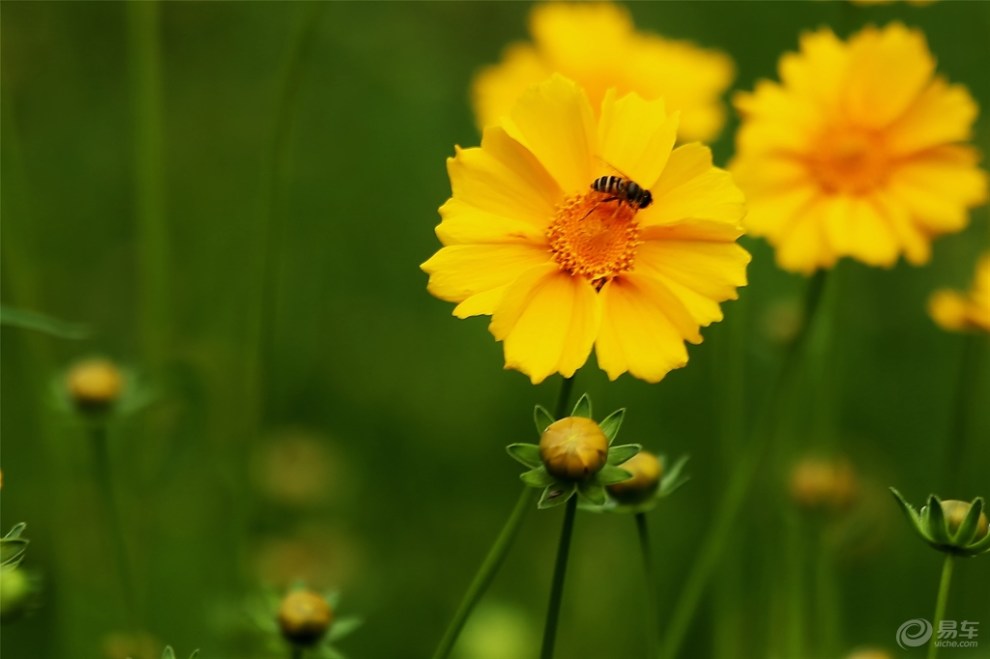 花語怠惰金雞菊