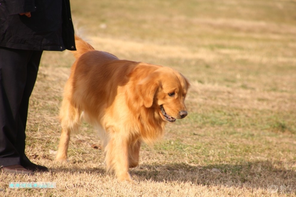 【歡樂萌寵第十一季】金毛尋回獵犬