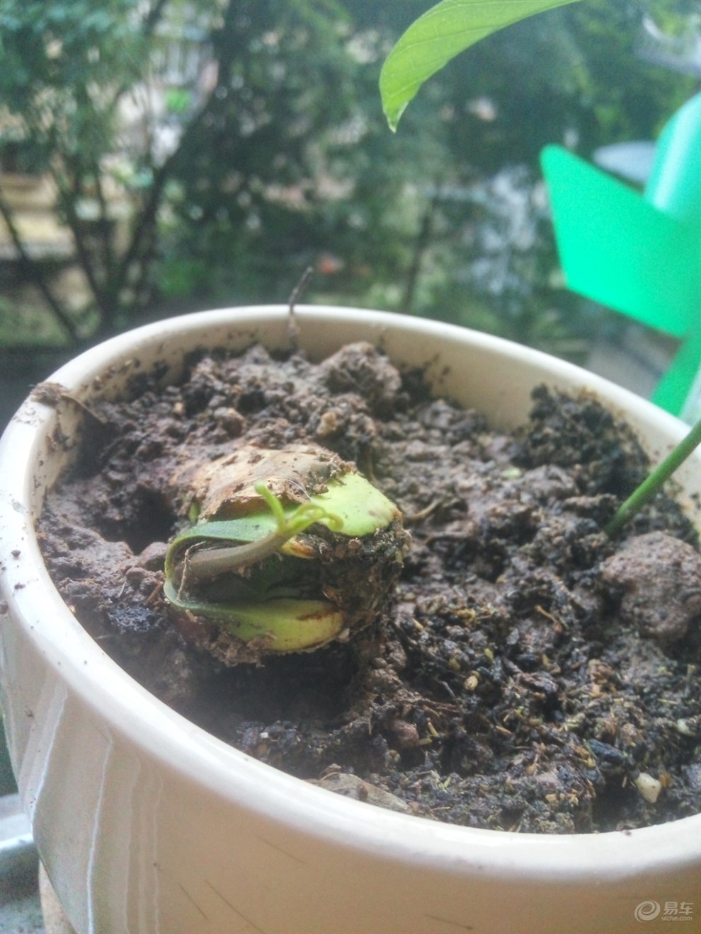 秀秀这刚发芽的芒果