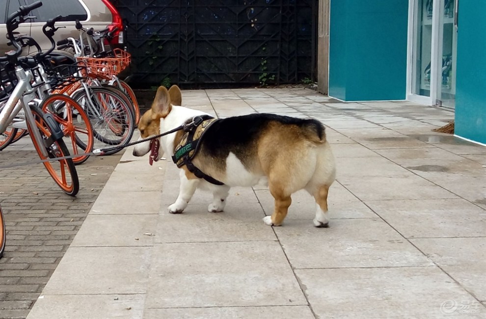 【分享狗狗】短腿的柯基犬