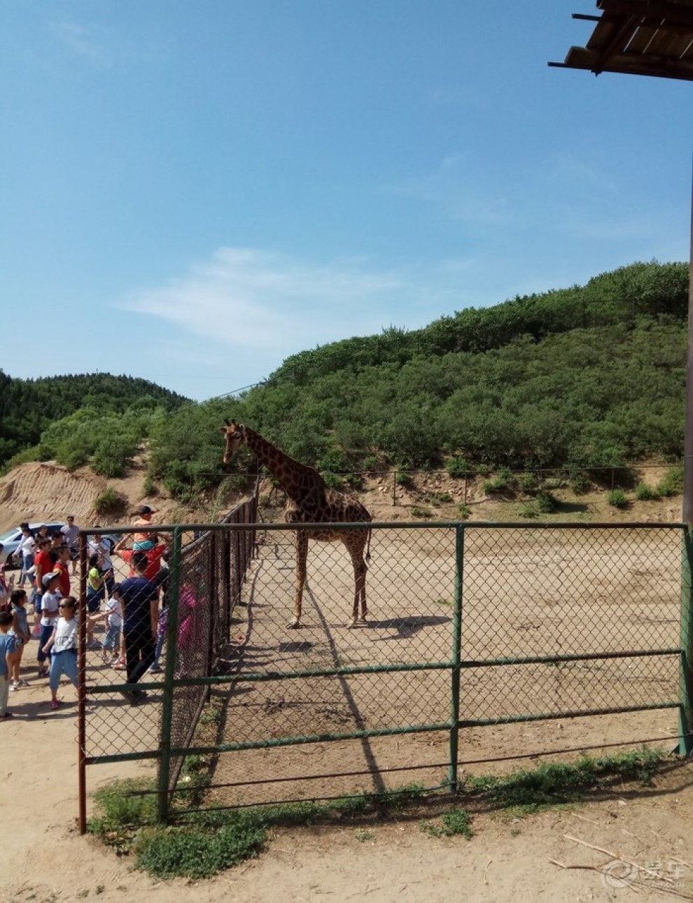 八達嶺野生動物園逛了下