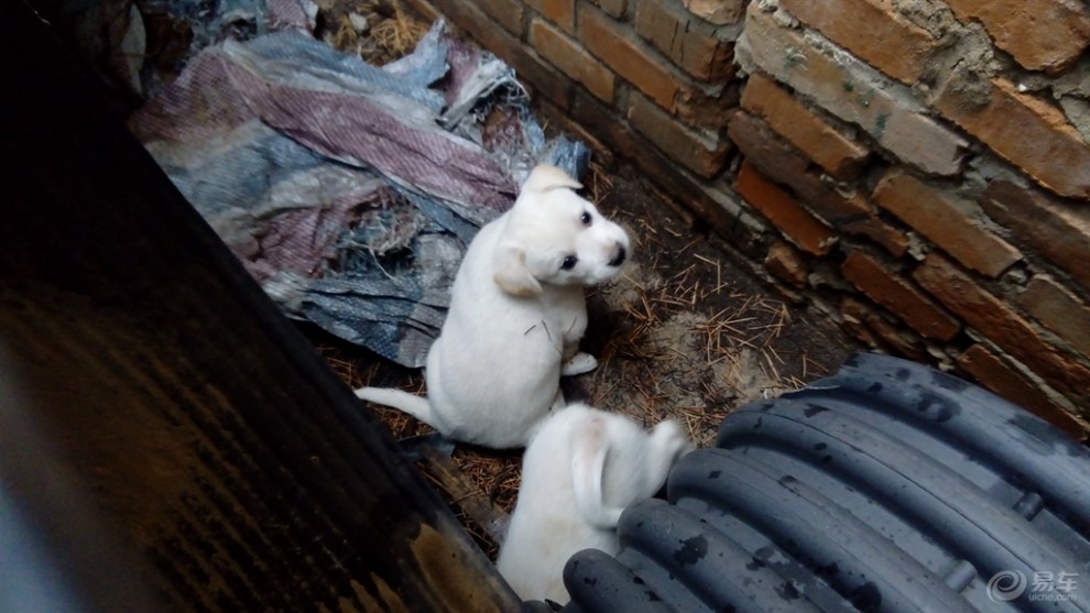 【随拍】流浪狗的宝宝