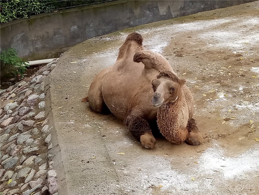 【【智勇遊記】閒遊鄭州動物園】_河南社區圖片集錦_汽車論壇-易車網