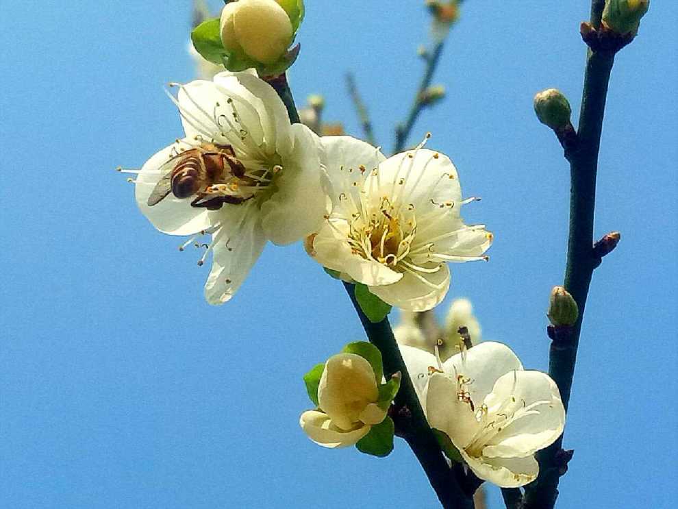 再至廣州蘿崗,傾聽香雪花開