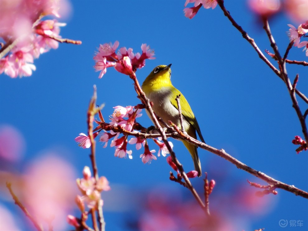 鸟语花香,景色蓝天
