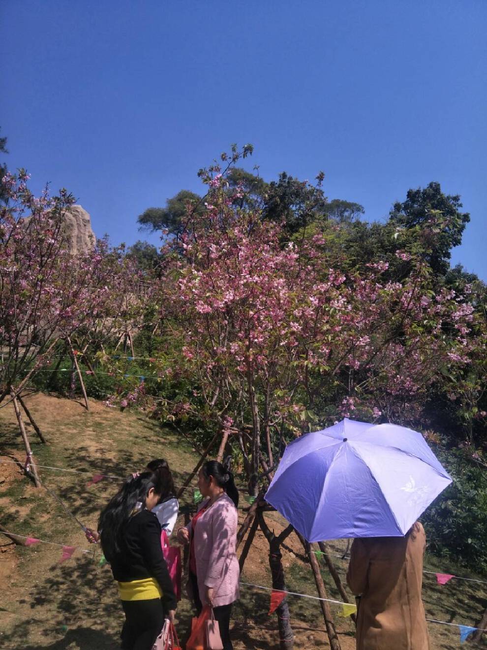 廈門海滄大屏山櫻花