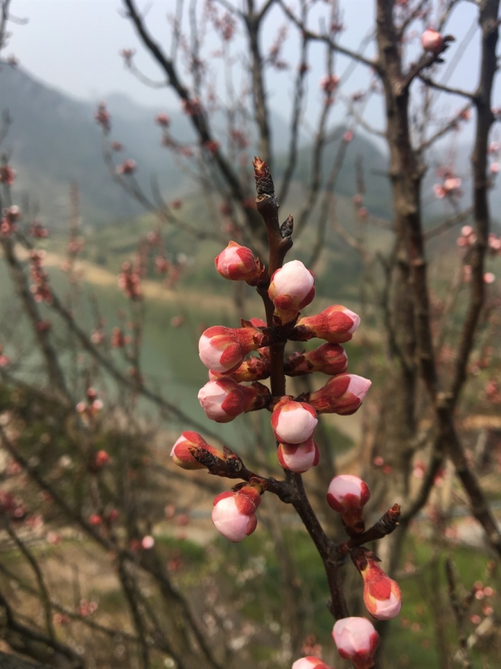 待到山花爛漫時,她在叢中笑