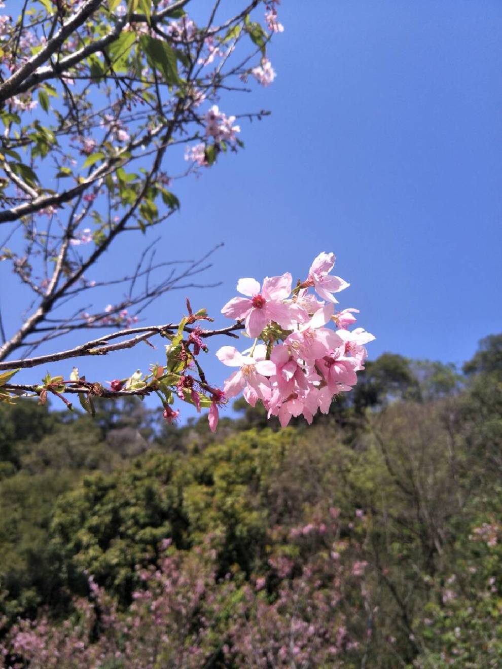 廈門海滄大屏山櫻花