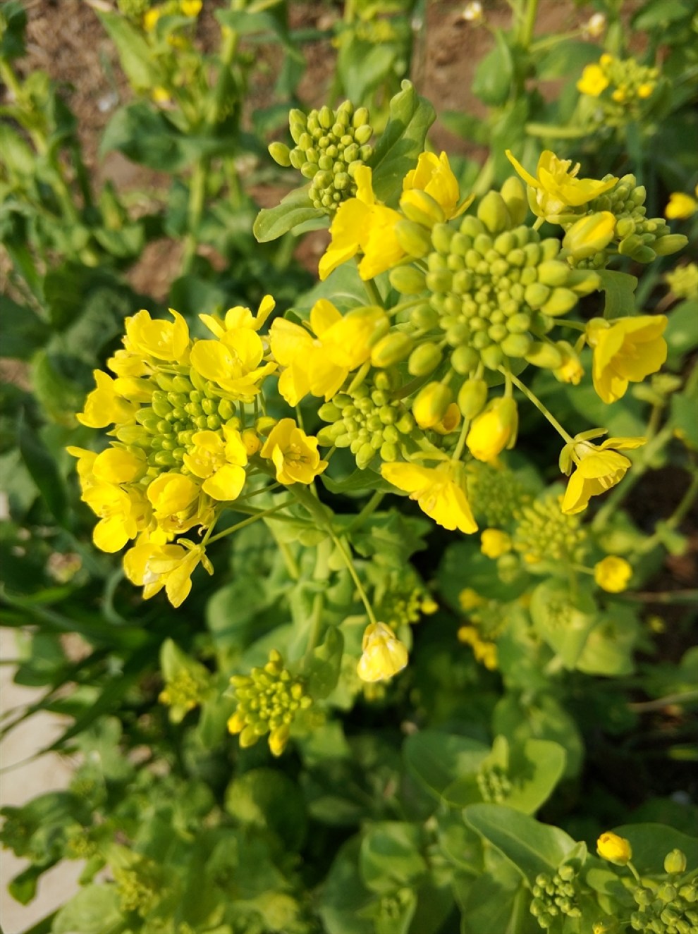 【支持陕西社区】小白菜花