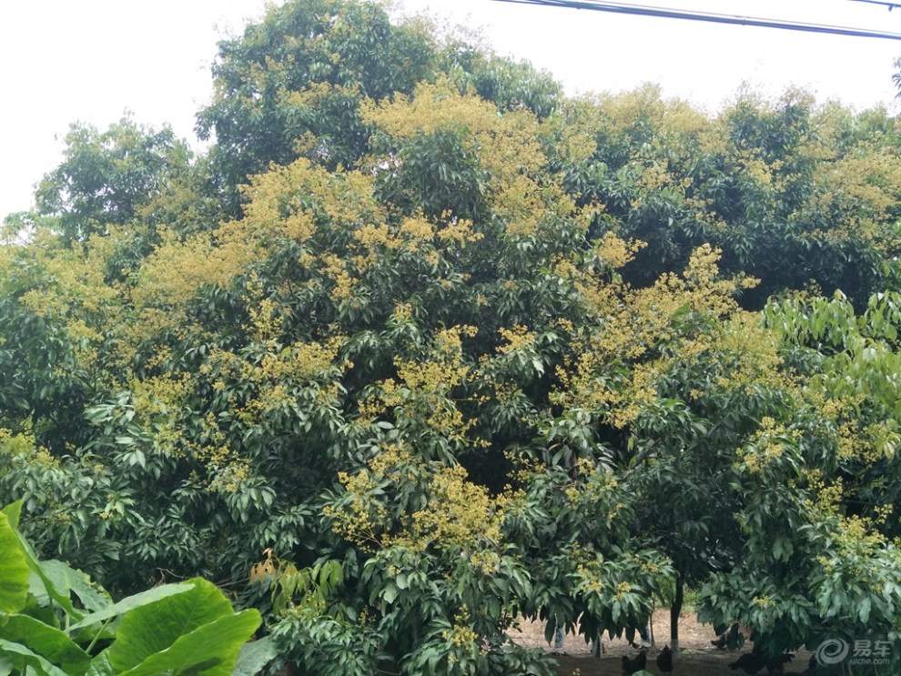 阳春隆海山庄
