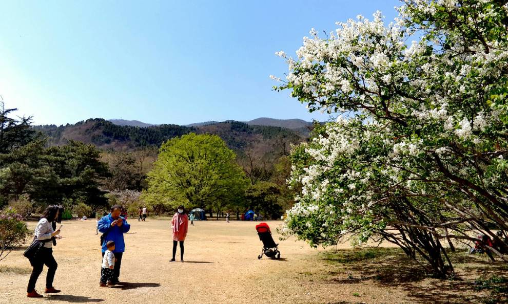 【支持北京社区】欣赏北京植物园丁香园