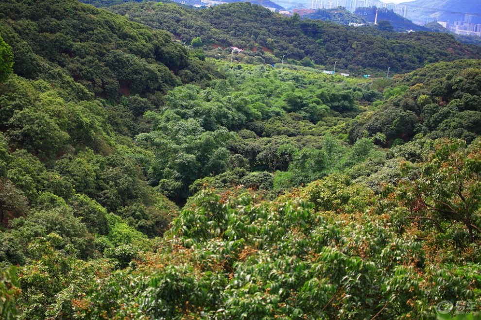 【深圳cs75车友会】192网中鱼-西丽果场聚会摘荔枝