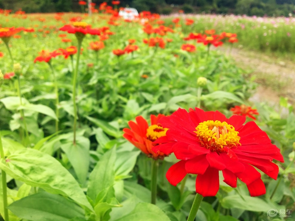 行走在城市的邊緣,麗水的抖音網紅花海之旅