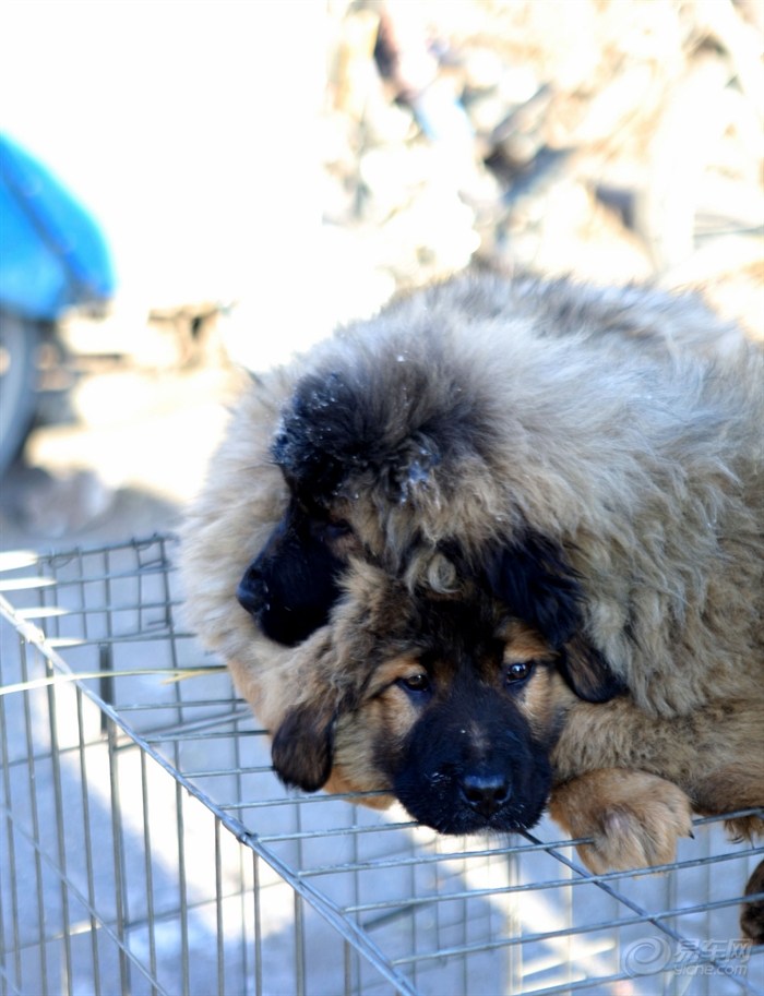 2012安达忧伤的狗眼看世界