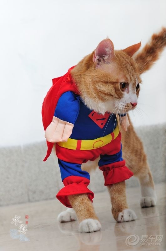 【宠物当家】我家的猫也玩cosplay