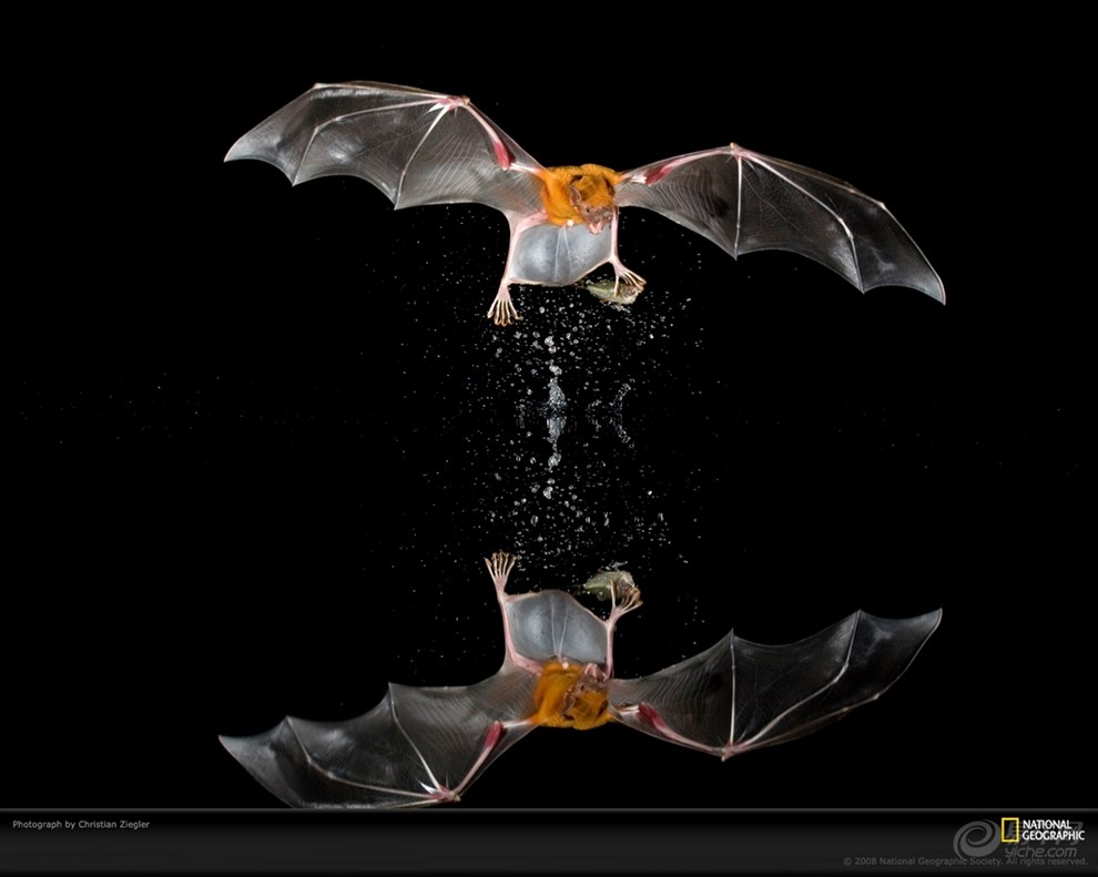 【每日一图】牛头犬蝙蝠,巴洛科罗拉多岛,巴拿马