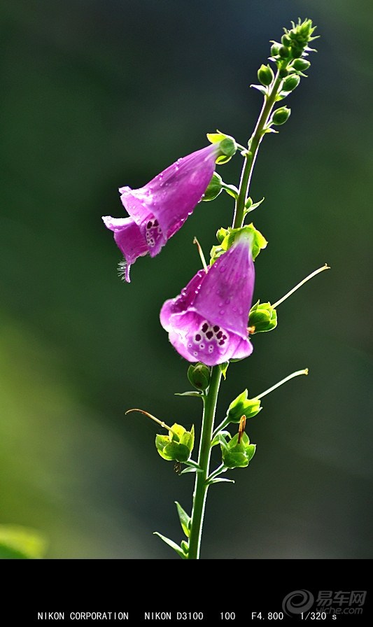 【cd】风铃寄语!