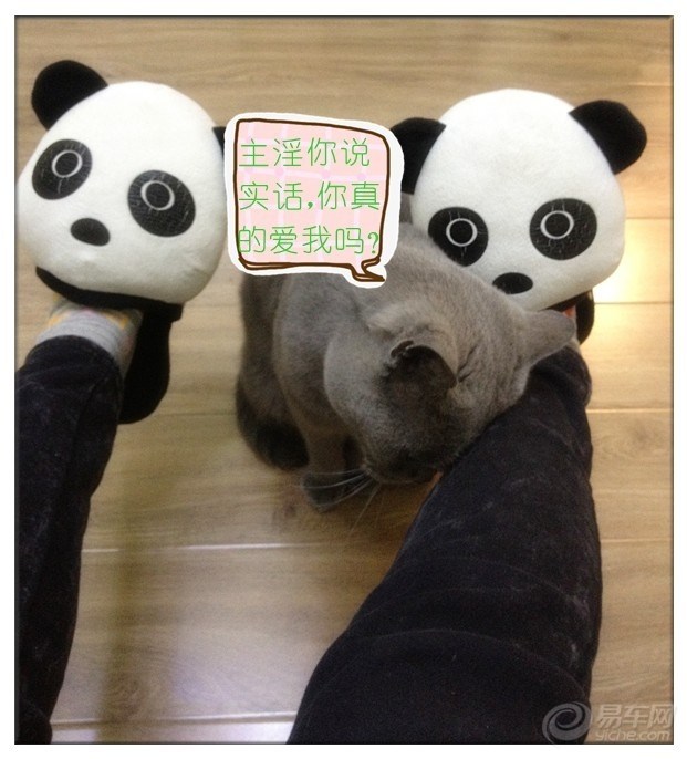 【萌宠进行时】主人你真的爱我吗